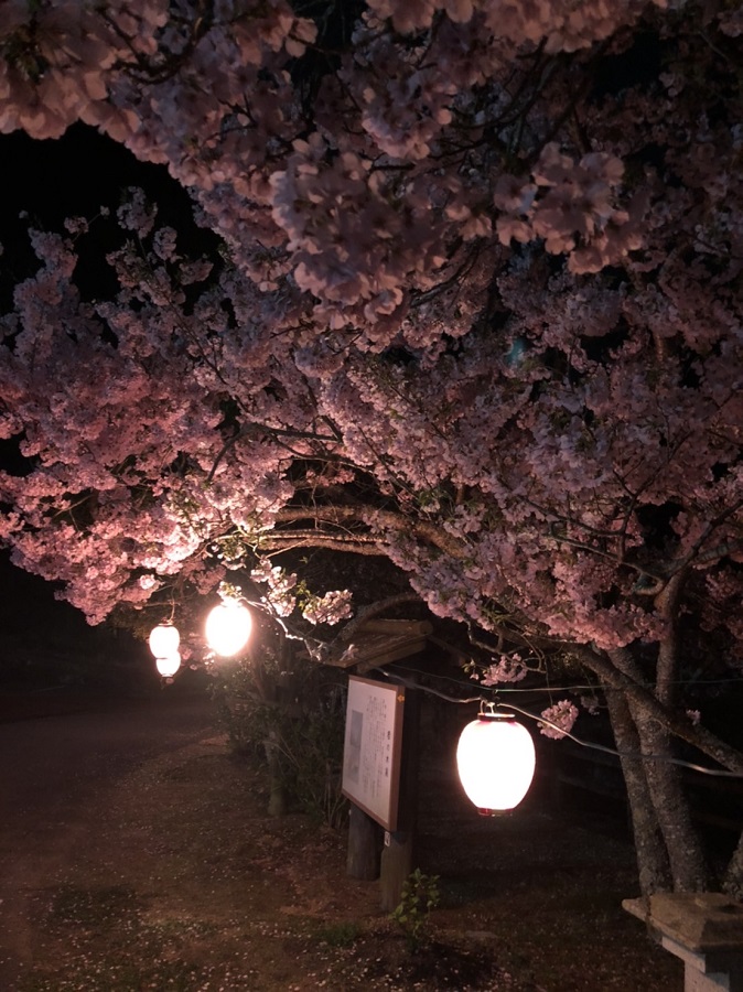 夜桜2